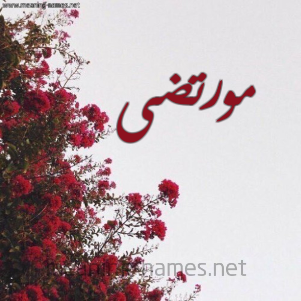 شكل 18 صوره الورد الأحمر للإسم بخط رقعة صورة اسم مورتضى Murtada