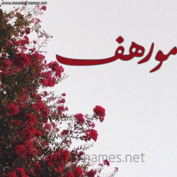 شكل 18 صوره الورد الأحمر للإسم بخط رقعة صورة اسم مورهف Morhaf