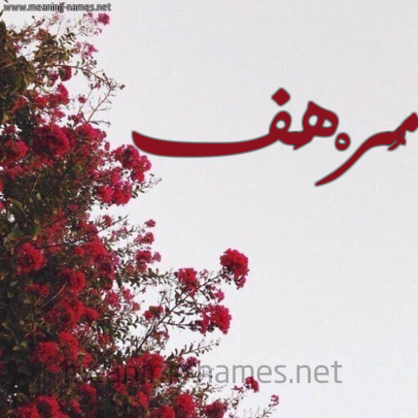 شكل 18 صوره الورد الأحمر للإسم بخط رقعة صورة اسم مُرْهَف MORHAF
