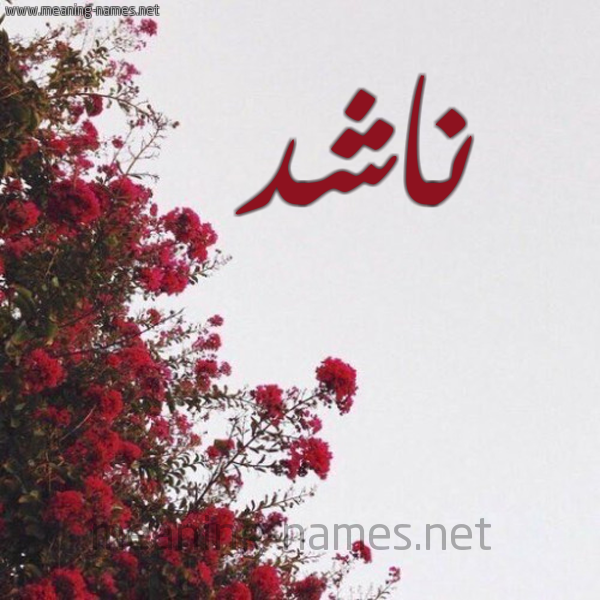 شكل 18 صوره الورد الأحمر للإسم بخط رقعة صورة اسم ناشد Nashd
