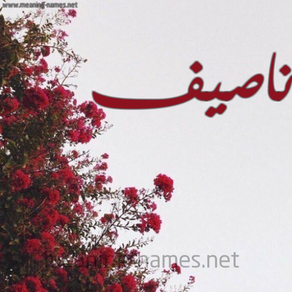 شكل 18 صوره الورد الأحمر للإسم بخط رقعة صورة اسم ناصيف NASIF