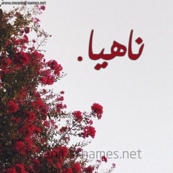 شكل 18 صوره الورد الأحمر للإسم بخط رقعة صورة اسم ناهيا. nahya
