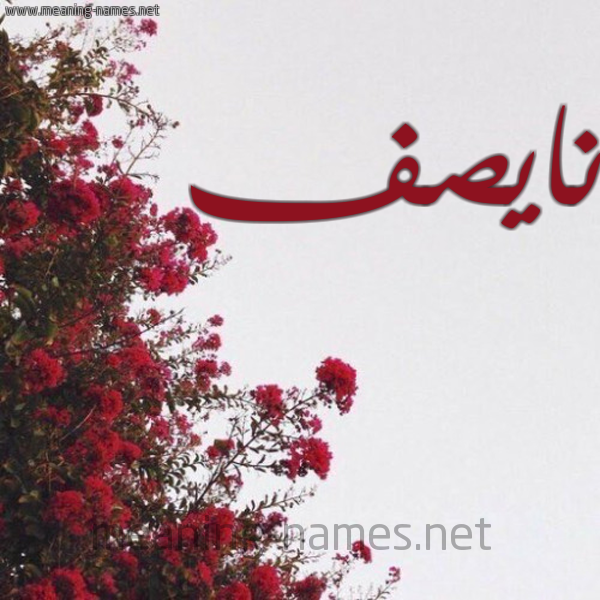 شكل 18 صوره الورد الأحمر للإسم بخط رقعة صورة اسم نايصف Nasif