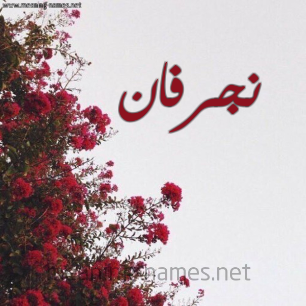 شكل 18 صوره الورد الأحمر للإسم بخط رقعة صورة اسم نجرفان nigrfan