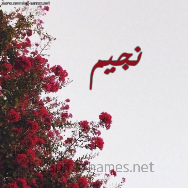 شكل 18 صوره الورد الأحمر للإسم بخط رقعة صورة اسم نجيم NAJEM
