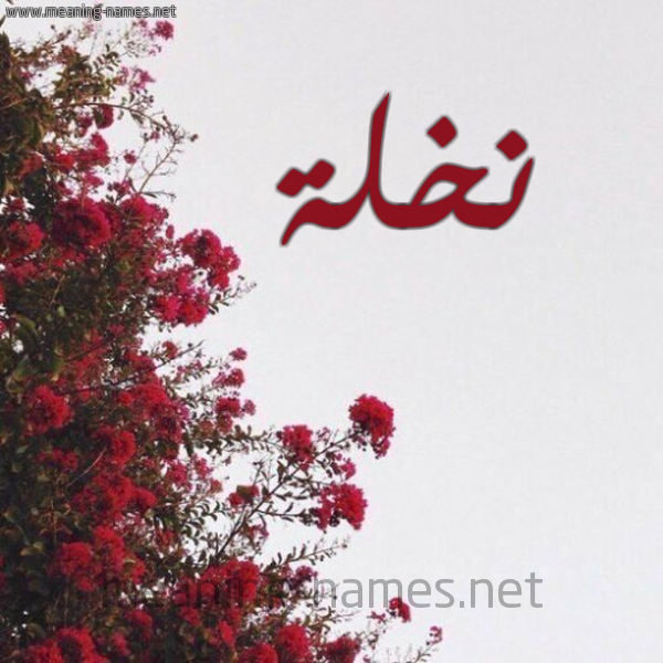 شكل 18 صوره الورد الأحمر للإسم بخط رقعة صورة اسم نخلة Nkhlh