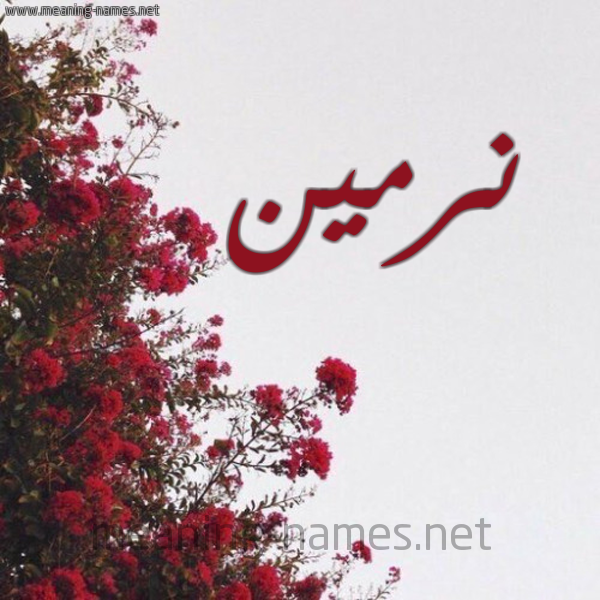 شكل 18 صوره الورد الأحمر للإسم بخط رقعة صورة اسم نرمين Nrmeen