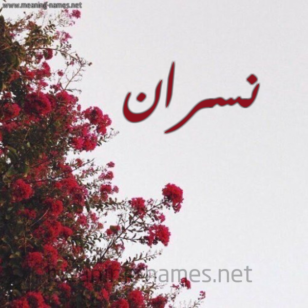 شكل 18 صوره الورد الأحمر للإسم بخط رقعة صورة اسم نسران NSRAN