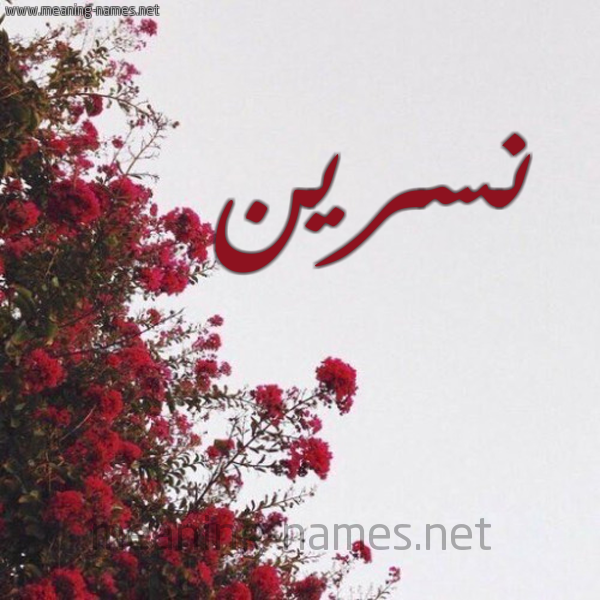 شكل 18 صوره الورد الأحمر للإسم بخط رقعة صورة اسم نسرين Nsryn