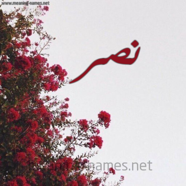 شكل 18 صوره الورد الأحمر للإسم بخط رقعة صورة اسم نصر NSR