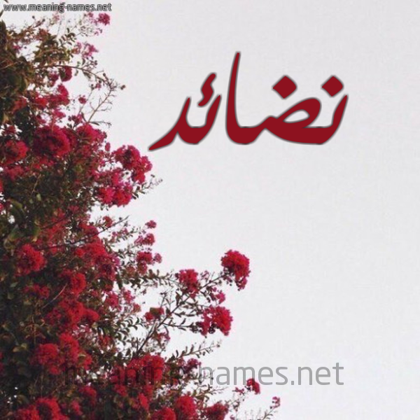 شكل 18 صوره الورد الأحمر للإسم بخط رقعة صورة اسم نضائد Nda'id