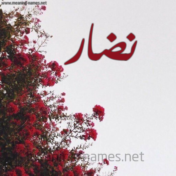 شكل 18 صوره الورد الأحمر للإسم بخط رقعة صورة اسم نضار Ndar