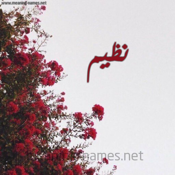 شكل 18 صوره الورد الأحمر للإسم بخط رقعة صورة اسم نظيم NZIM