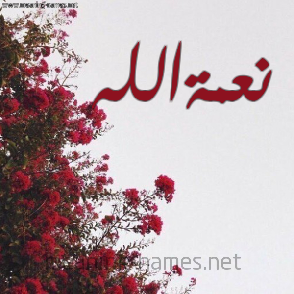 شكل 18 صوره الورد الأحمر للإسم بخط رقعة صورة اسم نعمةالله N'mhallh