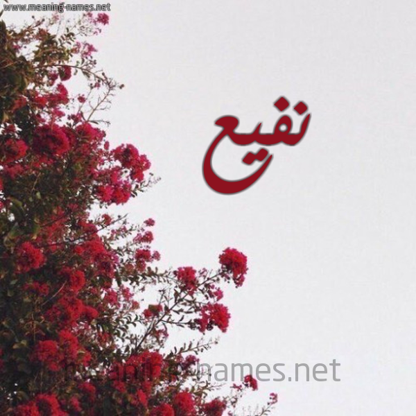شكل 18 صوره الورد الأحمر للإسم بخط رقعة صورة اسم نفيع Nfy'