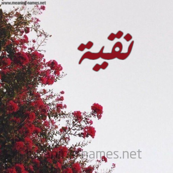 شكل 18 صوره الورد الأحمر للإسم بخط رقعة صورة اسم نقية Nqyh