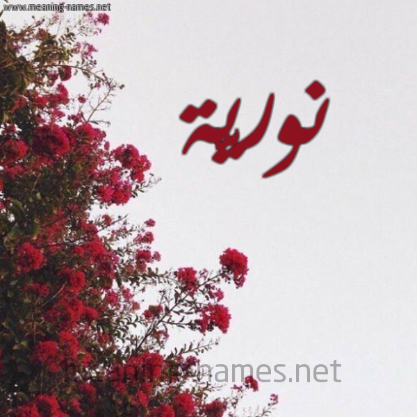 شكل 18 صوره الورد الأحمر للإسم بخط رقعة صورة اسم نوريَّة NORIAH