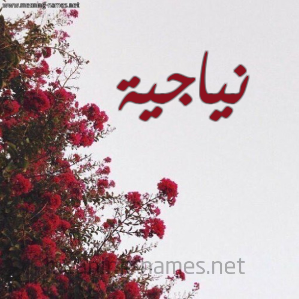 شكل 18 صوره الورد الأحمر للإسم بخط رقعة صورة اسم نياجية Najia