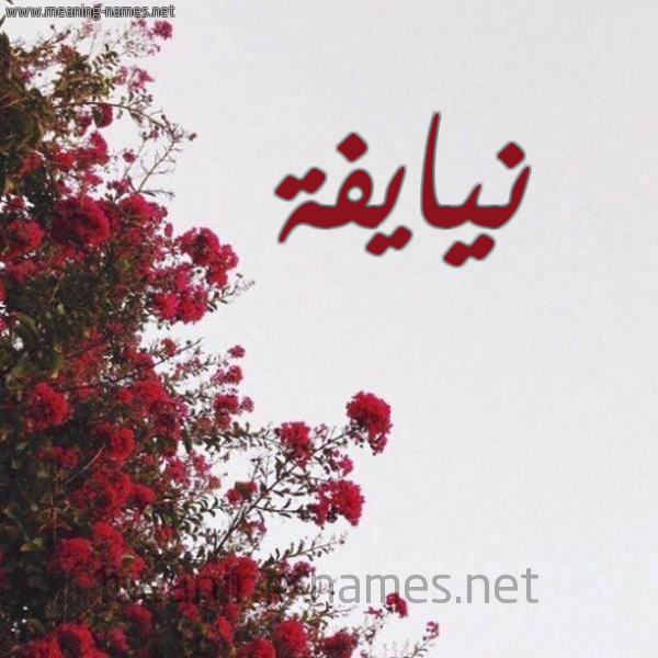 شكل 18 صوره الورد الأحمر للإسم بخط رقعة صورة اسم نيايفة Naifa