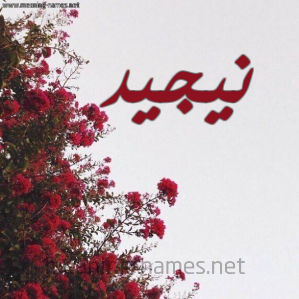 شكل 18 صوره الورد الأحمر للإسم بخط رقعة صورة اسم نيجيد Najed