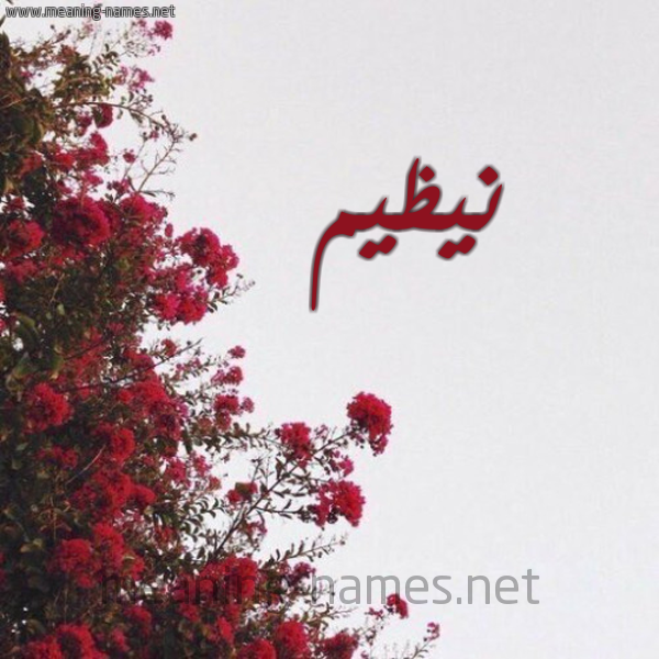 شكل 18 صوره الورد الأحمر للإسم بخط رقعة صورة اسم نيظيم Nazim
