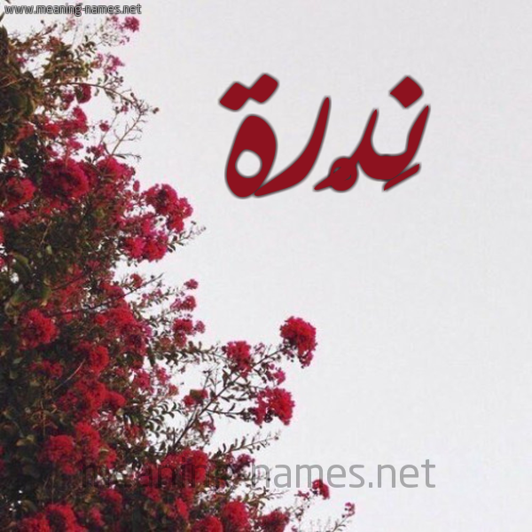 شكل 18 صوره الورد الأحمر للإسم بخط رقعة صورة اسم نَدْرة NADRH
