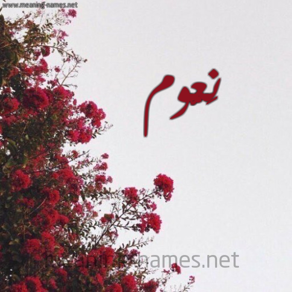شكل 18 صوره الورد الأحمر للإسم بخط رقعة صورة اسم نَعُّوم NAAOOM