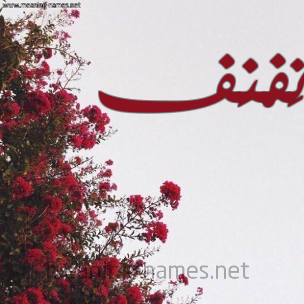 شكل 18 صوره الورد الأحمر للإسم بخط رقعة صورة اسم نَفْنَف NAFNAF