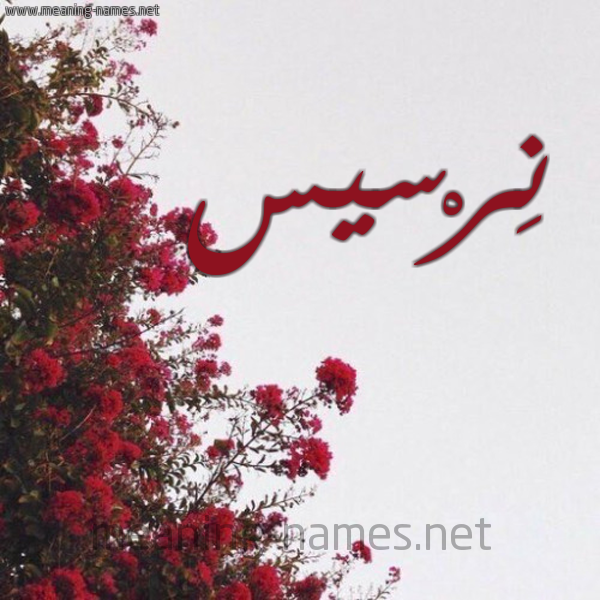 شكل 18 صوره الورد الأحمر للإسم بخط رقعة صورة اسم نِرْسيس NERSIS