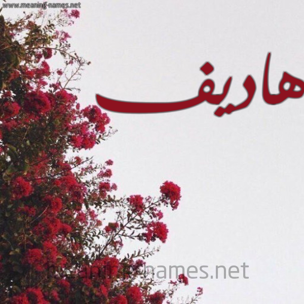 شكل 18 صوره الورد الأحمر للإسم بخط رقعة صورة اسم هاديف Hadif