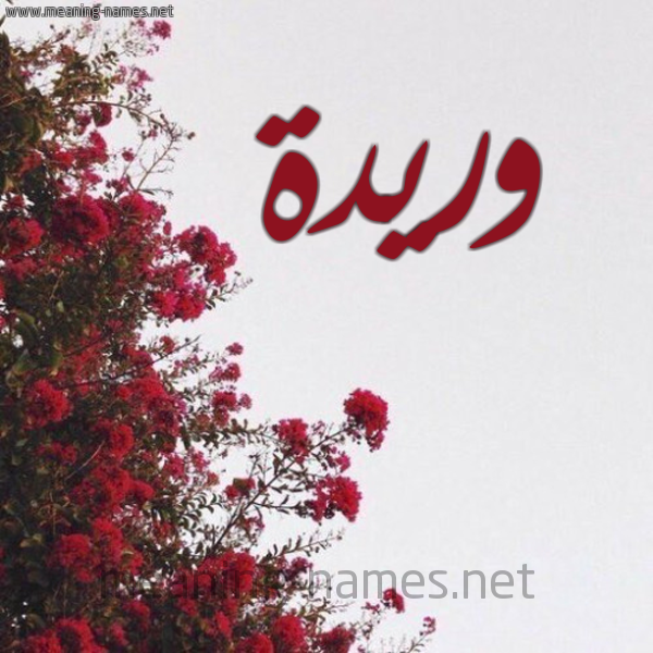 شكل 18 صوره الورد الأحمر للإسم بخط رقعة صورة اسم وريدة OURDIA