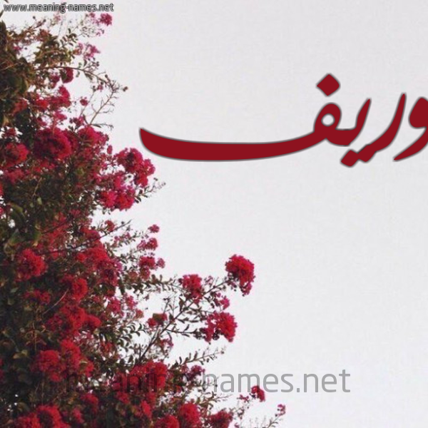 شكل 18 صوره الورد الأحمر للإسم بخط رقعة صورة اسم وريف Warif