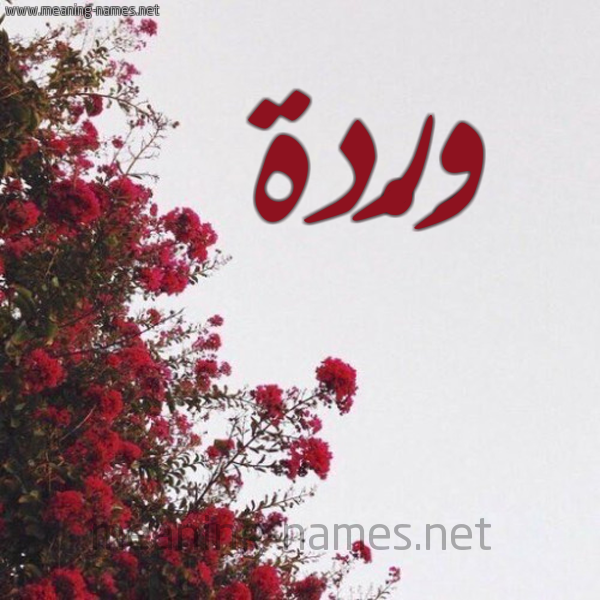 شكل 18 صوره الورد الأحمر للإسم بخط رقعة صورة اسم وَرْدة Warda