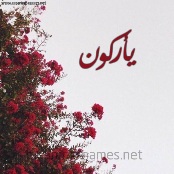 شكل 18 صوره الورد الأحمر للإسم بخط رقعة صورة اسم يأركون Arkoun