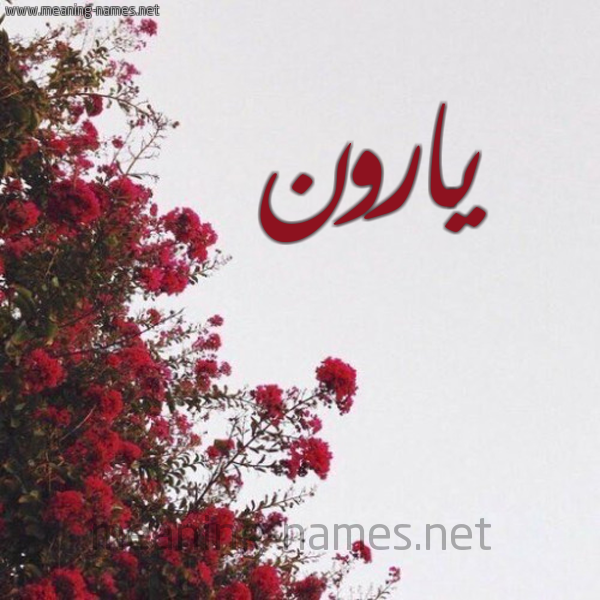 شكل 18 صوره الورد الأحمر للإسم بخط رقعة صورة اسم يارون yaroon