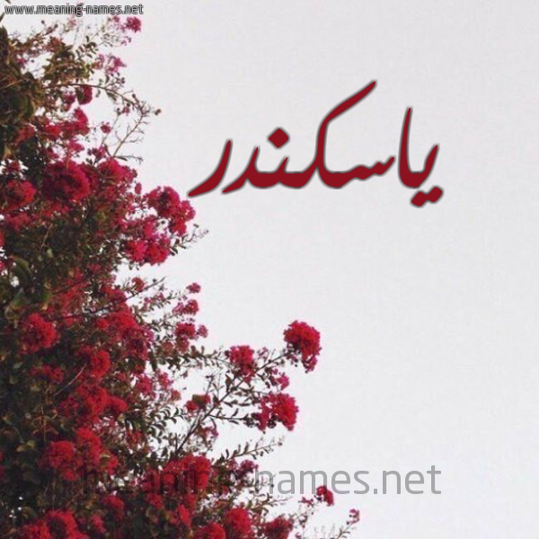 شكل 18 صوره الورد الأحمر للإسم بخط رقعة صورة اسم ياسكندر Iskandar