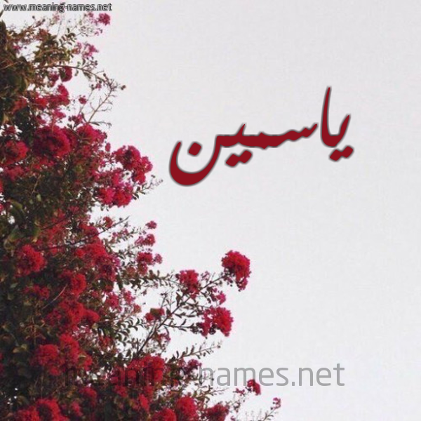 شكل 18 صوره الورد الأحمر للإسم بخط رقعة صورة اسم ياسمين Yasmin