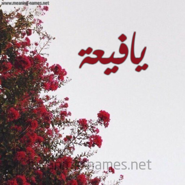 شكل 18 صوره الورد الأحمر للإسم بخط رقعة صورة اسم يافيعة Yafeaa