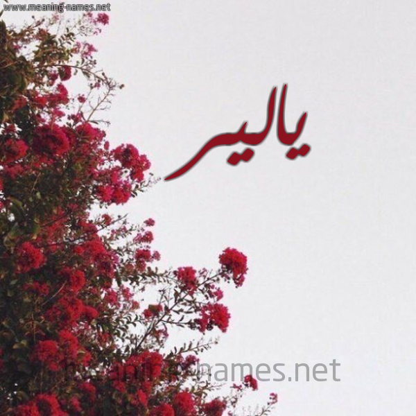 شكل 18 صوره الورد الأحمر للإسم بخط رقعة صورة اسم يالير Alair