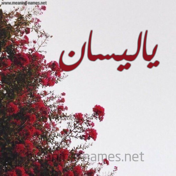 شكل 18 صوره الورد الأحمر للإسم بخط رقعة صورة اسم ياليسان Alisanne