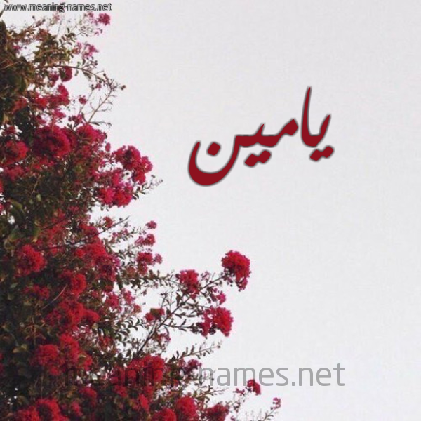 شكل 18 صوره الورد الأحمر للإسم بخط رقعة صورة اسم يامين Yamen