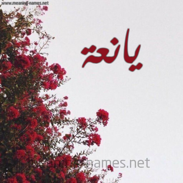 شكل 18 صوره الورد الأحمر للإسم بخط رقعة صورة اسم يانعة IANAH