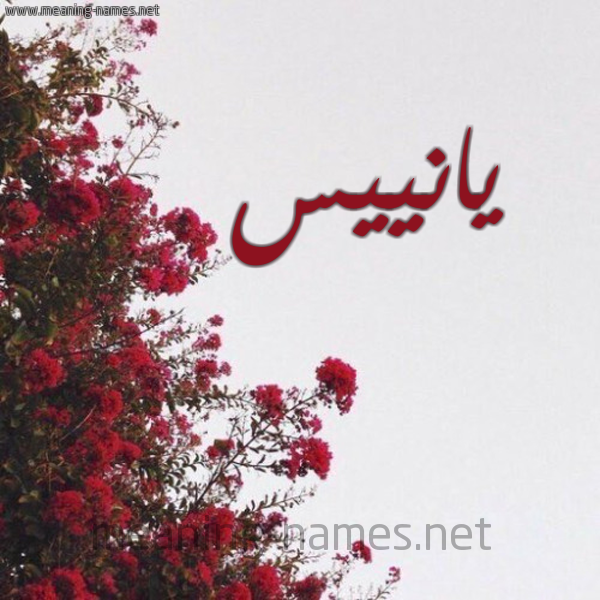 شكل 18 صوره الورد الأحمر للإسم بخط رقعة صورة اسم يانييس Yanis