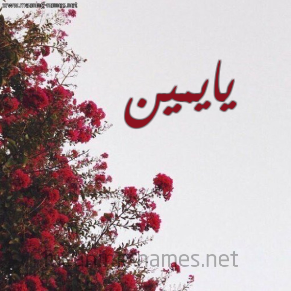 شكل 18 صوره الورد الأحمر للإسم بخط رقعة صورة اسم يايمين Imine