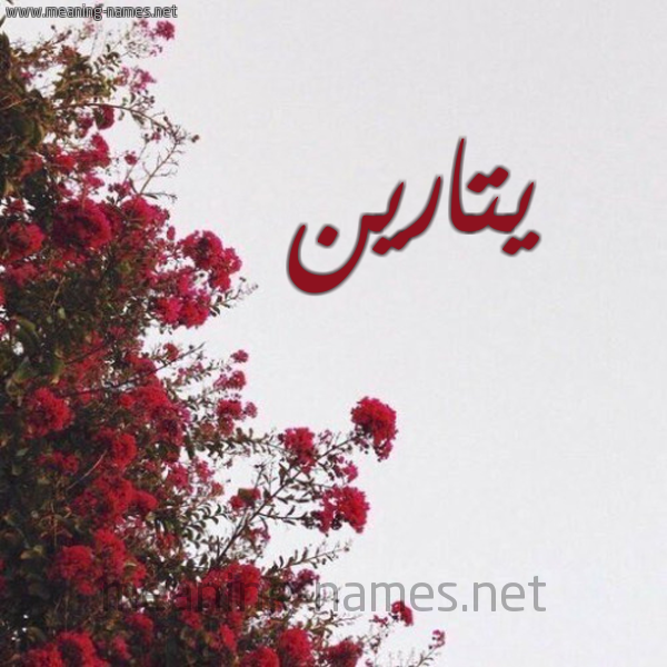شكل 18 صوره الورد الأحمر للإسم بخط رقعة صورة اسم يتارين Tarin