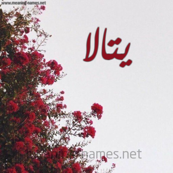 شكل 18 صوره الورد الأحمر للإسم بخط رقعة صورة اسم يتالا Tala