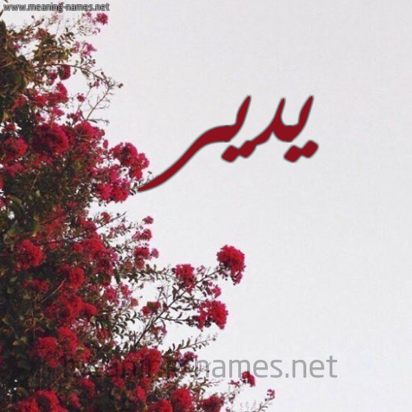شكل 18 صوره الورد الأحمر للإسم بخط رقعة صورة اسم يدير YIDIR