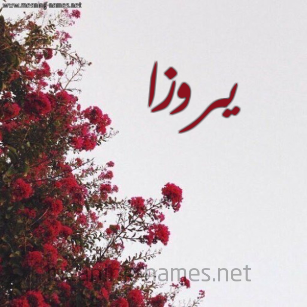 شكل 18 صوره الورد الأحمر للإسم بخط رقعة صورة اسم يروزا Rosa