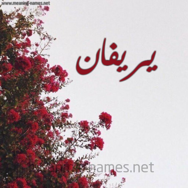 شكل 18 صوره الورد الأحمر للإسم بخط رقعة صورة اسم يريفان yrefan