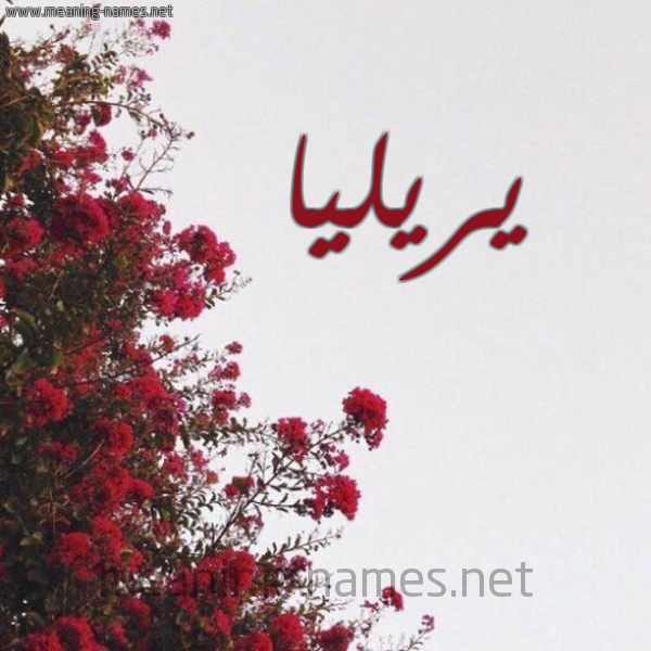 شكل 18 صوره الورد الأحمر للإسم بخط رقعة صورة اسم يريليا Rylia
